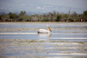 shot at Lake Kerkini, Greece