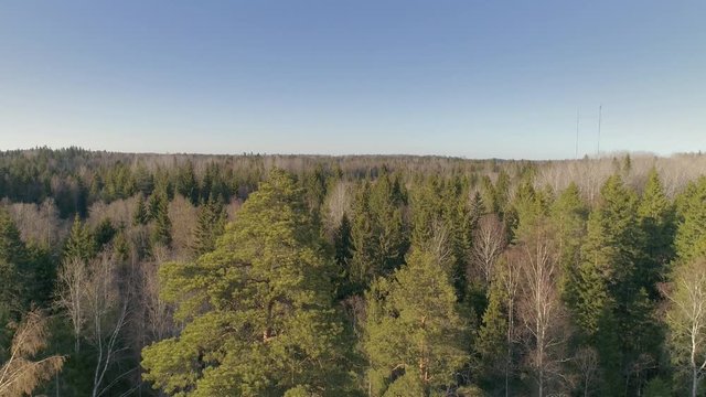17997_The_tip_of_the_pine_trees_in_the_field_in_Lasna_Estonia.mp4