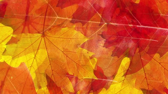Sunny colorful fall season leaves texture decoration motion background. 