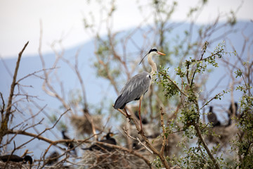 shot at Lake Kerkini, Greece