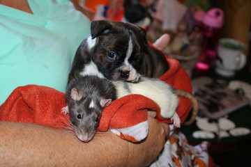 Puppy & rat friend