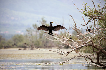 shot at Lake Kerkini, Greece