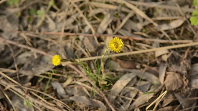 Coltsfoot Tussilago farfara yellow spring flowers. Medicinal plant, blossoming at the beginning of spring.