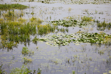 shot at Lake Kerkini, Greece