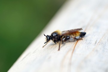 Gelbe Raubfliege (Laphria flava)