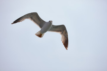 The white seagull soars flying against the background of the blue sky, clouds and mountains. The seagull is flying.