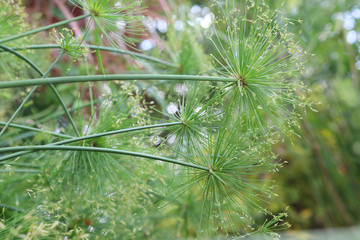Nut grass flowers with daylight in the garden, the nature leaves have green color bright in nature background, herbal natural