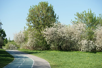 An empty bicycle path in the park