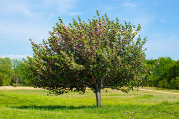 Fototapeta na wymiar Spring tree