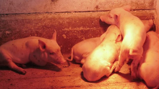 piglets are sleeping