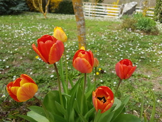 tulipani