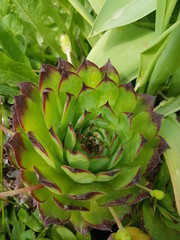 Succulente 