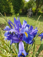 Iris