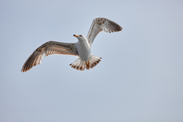 The white seagull soars flying against the background of the blue sky, clouds and mountains. The seagull is flying.