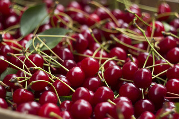 Ripe fresh cherry with cuttings and leaves, useful berries, background. Summer concept