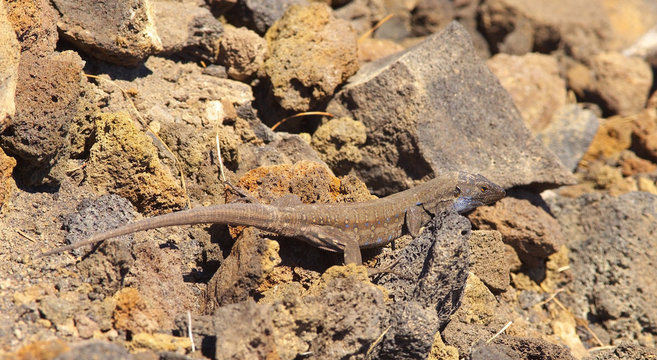 Lizard with a camouflage on a grey volcanic ground, symbol of La Palma´s island, Canary Islands, Spain