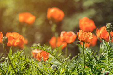 Flower decorative orange poppy on a flower bed in the city
