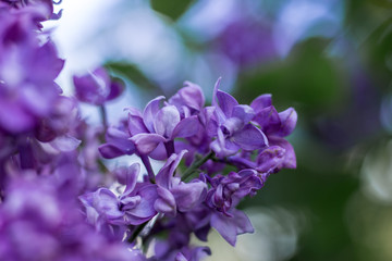 lilac