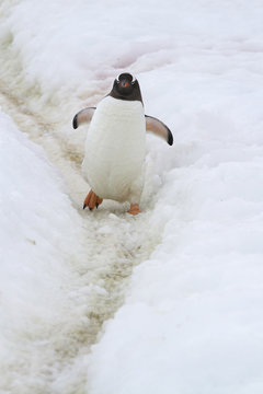 Gentoo Penguin which goes along the trail trampled in the snow by penguins