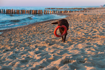 Dark dog with a toy on the beach. Big dog playing on the beach. Dog running around on the beach with a toy in his teeth.