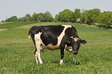 A cow grazes on a green meadow.