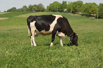 A cow grazes on a green meadow.