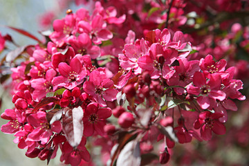 Rosa Blumen und Baum
