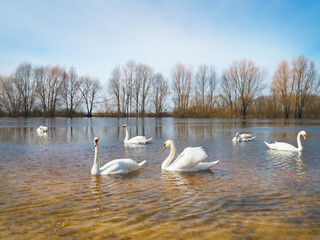 white swans on the river.