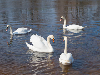 white swans on the river