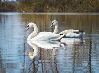 white swans on the river