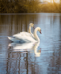 Naklejka premium white swans on the river.