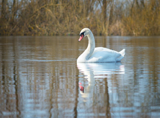 white swans on the river.