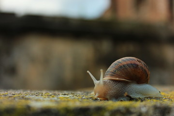 Caracol