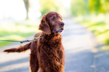 A beautiful Irish Red Setter out for a walk