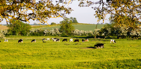 Fototapeta premium Cows in a field in the English countryside