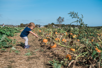 Blonde white female toddler wearing a navy shirt and sneakers, with white patterned pants pointing at a pumpkin in a pumpkin patch.
