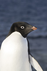 portrait of Adelie penguin standing on a slope against the background of the ocean off the coast of Anatrktika