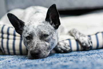 Profile portrait of a white dog with black markings, head resting on blue carpet with two to the side.