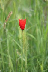 Fototapeta na wymiar wild poppy in the green field