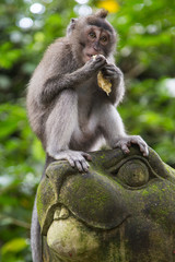Monkeys at the Sacred Monkey Forest Sanctuary in Ubud, Bali