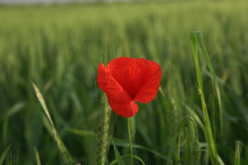 poppy in wheat field