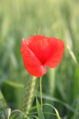 Obraz premium Mak w letnim polu