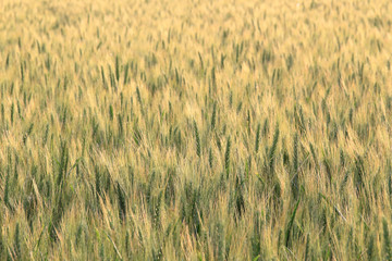 wheat field with ears