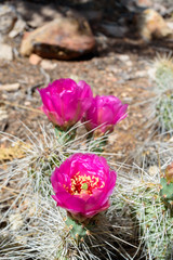 Cactus Flower