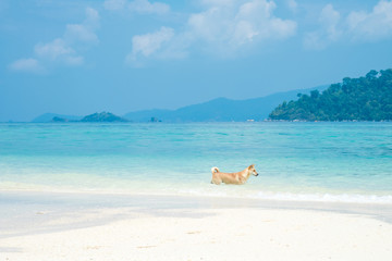 Fototapeta na wymiar Happy dog at the sea beach. beautiful white sand beach with soft ocean wave in summer time.