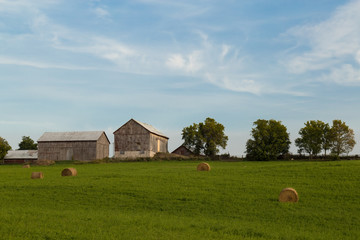 Obraz premium Haybales in Field in Front of Barns