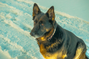 German Shepherd sitting on snow