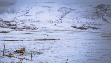Icelandic landscape - May 03, 2018: Wilderness of Iceland