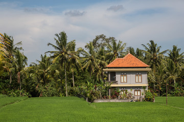 Fototapeta na wymiar House among the rice paddies in Ubud, Bali, Indonesia