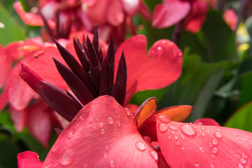 Beautiful flowers in the city park of Dallas on a sunny day